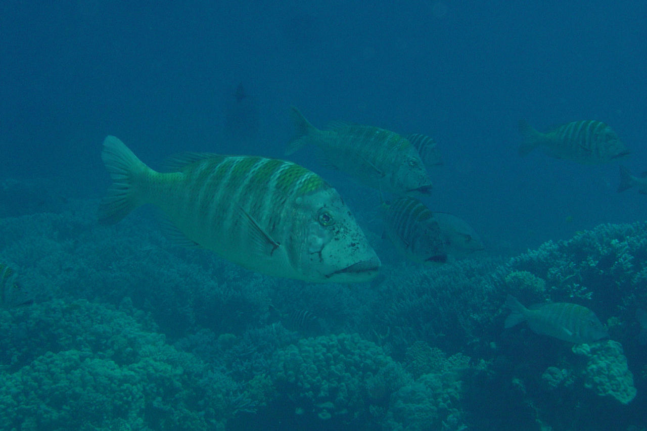 Lethrinus mahsena